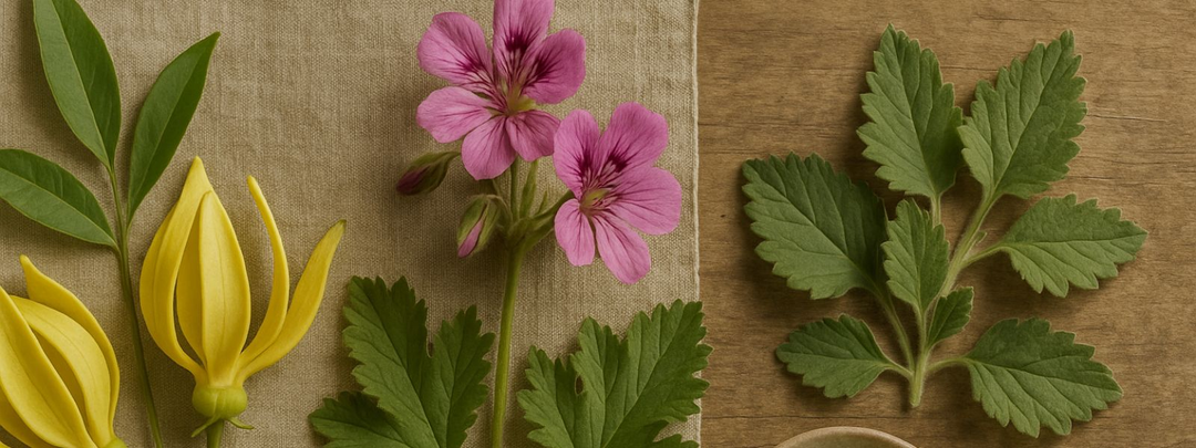 yellow ylang ylang flowers, ping geraniums, patchouli leaves