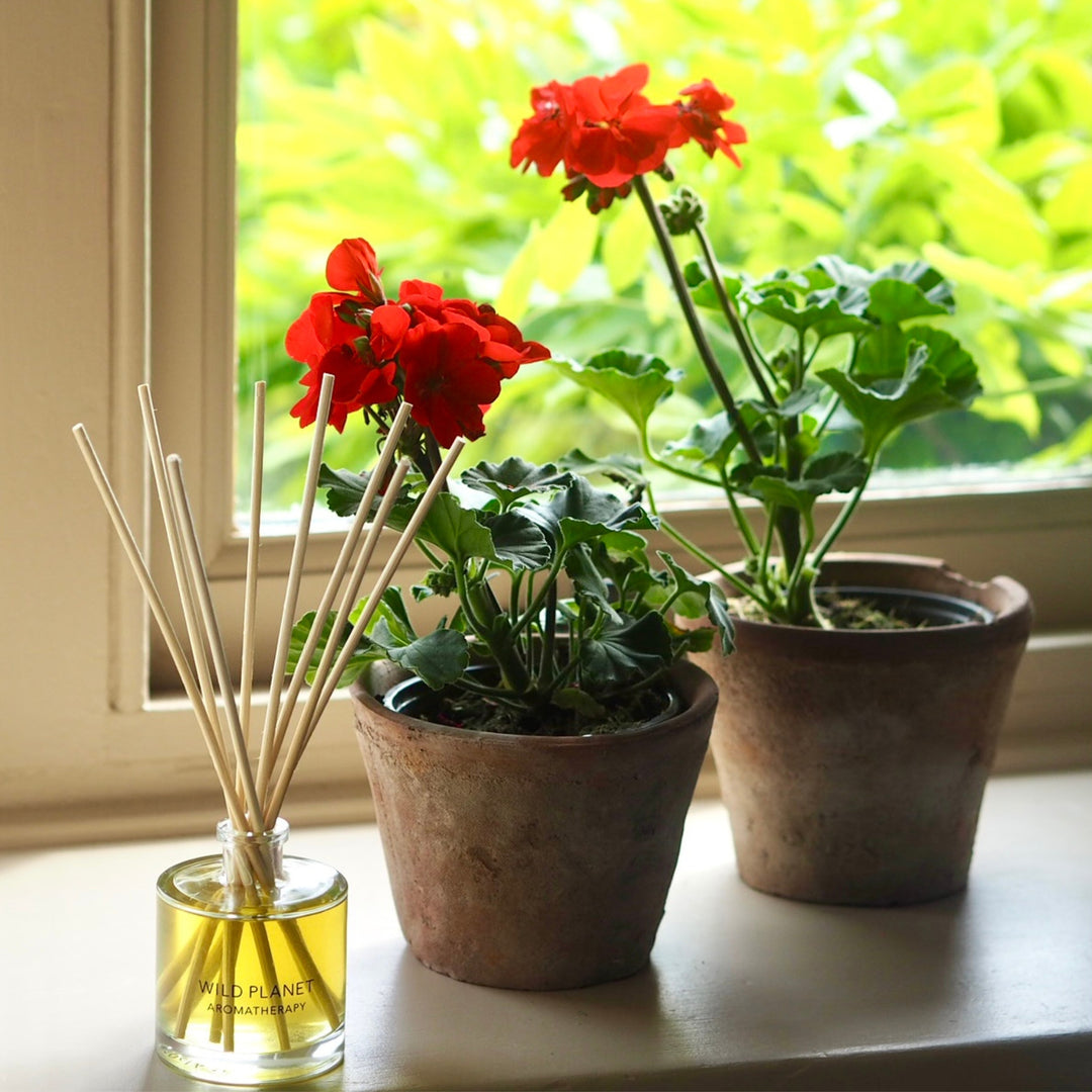 Wild Planet Aromatherapy natural reed diffuser with potted red geraniums on windowsill.