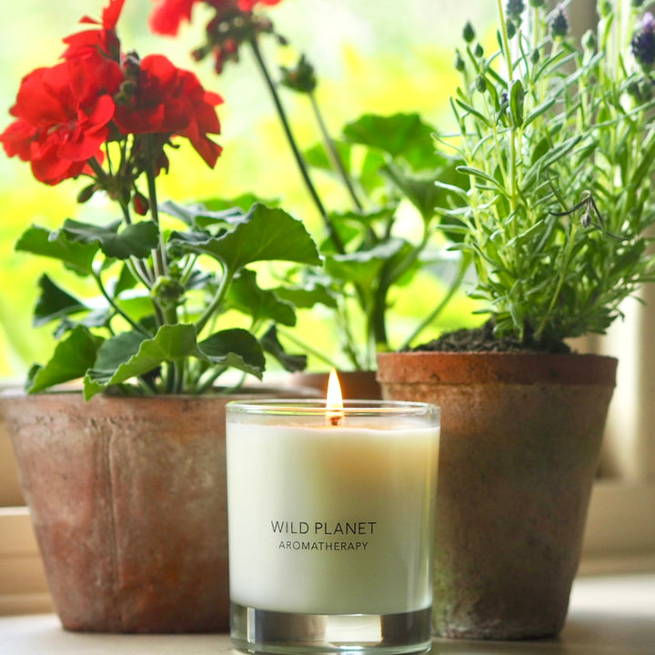 Wild Planet Aromatherapy relaxing candle lit on a windowsill, surrounded by colourful potted plants 